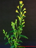 Solidago virgaurea